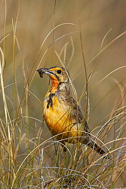 Orange-throated longclaw (Cape longclaw) (Macronyx capensis) with an insect, Mountain Zebra National Park, South Africa, Africa