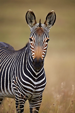 Cape mountain zebra (Equus zebra zebra), Mountain Zebra National Park, South Africa, Africa