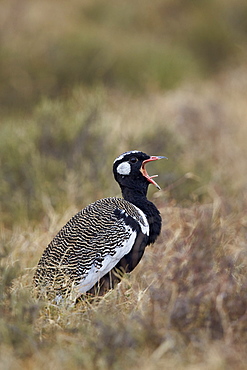 Southern black korhaan (Eupodotis afra) male calling, Mountain Zebra National Park, South Africa, Africa