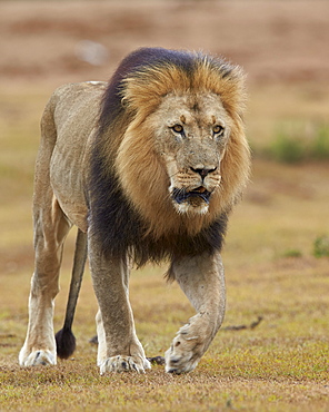 Lion (Panthera leo), Addo Elephant National Park, South Africa, Africa