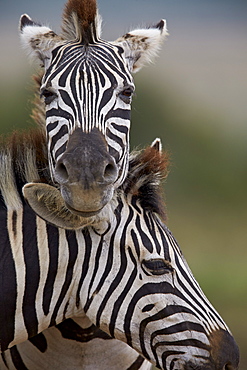 Common Zebra (Plains Zebra) (Burchell's Zebra) (Equus burchelli), Addo Elephant National Park, South Africa, Africa