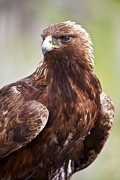 Golden eagle (Aquila chrysaetos), Yellowstone National Park, Wyoming, United States of America, North America