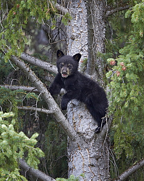 Black bear (Ursus americanus) cub of the year in a tree, Yellowstone National Park, Wyoming, United States of America, North America