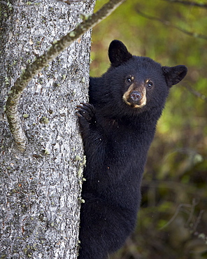 Black bear (Ursus americanus) yearling cub climbing a tree, Yellowstone National Park, Wyoming, United States of America, North America