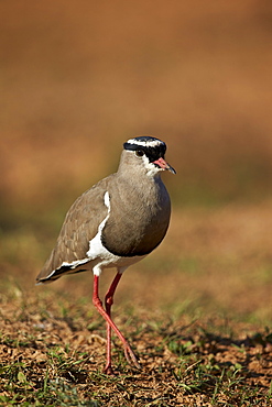 Crowned plover (crowned lapwing) (Vanellus coronatus), Addo Elephant National Park, South Africa, Africa