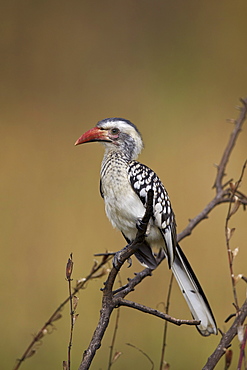 Southern red-billed hornbill (Tockus rufirostris), Kruger National Park, South Africa, Africa