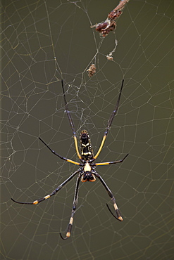 Banded-legged golden orb spider (Nephila senegalensis), female, Kruger National Park, South Africa, Africa