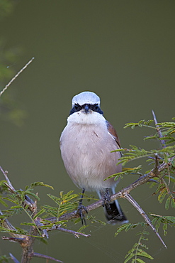 Red-backed shrike (Lanius collurio), Kruger National Park, South Africa, Africa