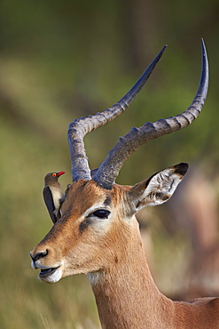 Impala (Aepyceros melampus) with a red-billed oxpecker (Buphagus erythrorhynchus), Kruger National Park, South Africa, Africa