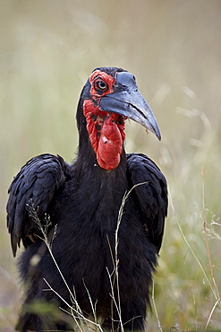 Southern ground-hornbill (ground hornbill) (Bucorvus leadbeateri), Kruger National Park, South Africa, Africa