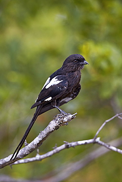 Long-tailed shrike (magpie shrike) (Corvinella melanoleuca), Kruger National Park, South Africa, Africa