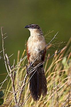 Burchell's coucal (Centropus burchellii), Kruger National Park, South Africa, Africa