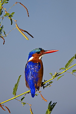 Malachite kingfisher (Alcedo cristata), Kruger National Park, South Africa, Africa