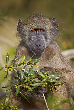 Chacma baboon (Papio ursinus), Kruger National Park, South Africa, Africa