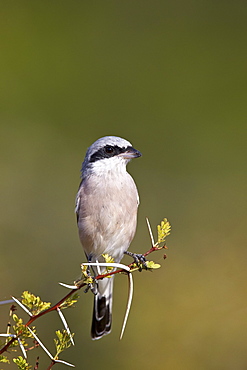 Red-backed shrike (Lanius collurio), Kruger National Park, South Africa, Africa