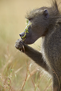 Chacma baboon (Papio ursinus) eating, Kruger National Park, South Africa, Africa