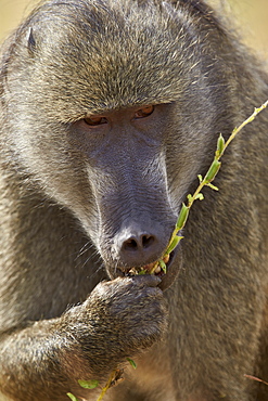 Chacma baboon (Papio ursinus) eating, Kruger National Park, South Africa, Africa