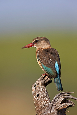 Brown-hooded kingfisher (Halcyon albiventris), Kruger National Park, South Africa, Africa