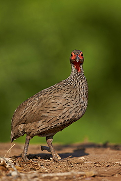 Swainson's francolin (Swainson's spurfowl) (Pternistes swainsonii), Kruger National Park, South Africa, Africa