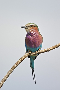 Lilac-breasted roller (Coracias caudata), Kruger National Park, South Africa, Africa