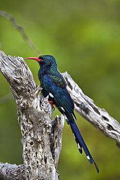 Green wood hoopoe (red-billed wood hoopoe) (Phoeniculus purpureus), Kruger National Park, South Africa, Africa