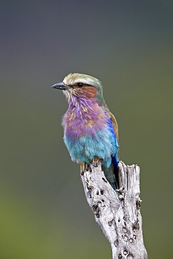 Lilac-breasted roller (Coracias caudata), Kruger National Park, South Africa, Africa