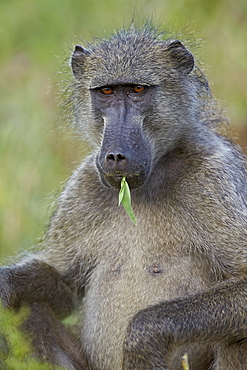 Chacma baboon (Papio ursinus) eating, Kruger National Park, South Africa, Africa