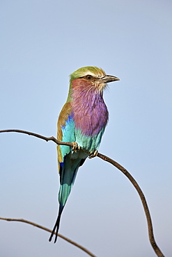 Lilac-breasted roller (Coracias caudata), Kruger National Park, South Africa, Africa