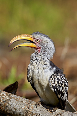 Southern yellow-billed hornbill (Tockus leucomelas), Kruger National Park, South Africa, Africa