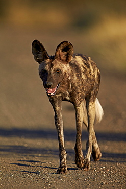 African wild dog (African hunting dog) ( Cape hunting dog) (Lycaon pictus) running, Kruger National Park, South Africa, Africa