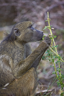 Chacma baboon (Papio ursinus) eating, Kruger National Park, South Africa, Africa