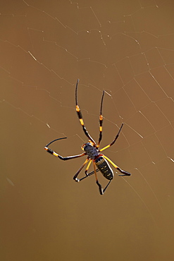 Banded-legged golden orb spider (Nephila senegalensis), Kruger National Park, South Africa, Africa