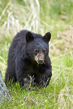 Black bear (Ursus americanus), second year cub, Yellowstone National Park, Wyoming, United States of America, North America