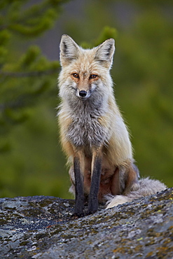 Red Fox (Vulpes vulpes or Vulpes fulva), Yellowstone National Park, Wyoming, United States of America, North America