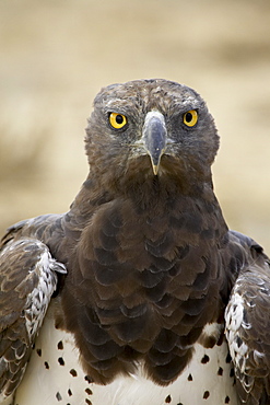 Martial eagle (Polemaetus bellicosus), Kgalagadi Transfrontier Park, encompassing the former Kalahari Gemsbok National Park, South Africa, Africa