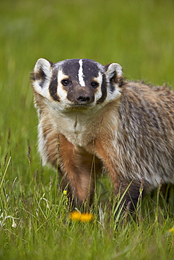 American Badger (Taxidea taxus), Yellowstone National Park, Wyoming, United States of America, North America