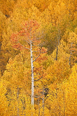 Yellow and orange aspen in the fall, Uncompahgre National Forest, Colorado, United States of America, North America