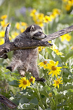 Baby raccoon (Procyon lotor) in captivity, Animals of Montana, Bozeman Montana, United States of America, North America