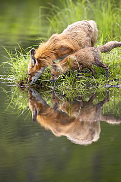 Red fox (Vulpes fulva) adult and kit reflection, in captivity, Sandstone, Minnesota, United States of America, North America