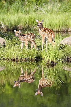 Two whitetail deer (Odocoileus virginianus) fawns with reflection, in captivity, Sandstone, Minnesota, United States of America, North America