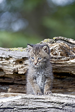 Siberian lynx (Eurasian lynx) (Lynx lynx) kitten, Sandstone, Minnesota, United States of America, North America