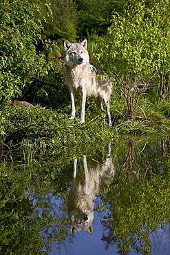 Gray wolf (Canis lupus) in captivity, Sandstone, Minnesota, United States of America, North America