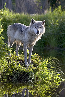 Gray wolf (Canis lupus) in captivity, Sandstone, Minnesota, United States of America, North America