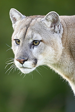 Mountain lion (cougar) (Felis concolor), in captivity Sandstone, Minnesota, United States of America, North America