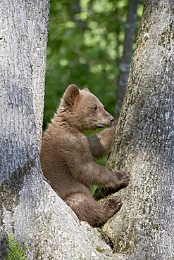 Black bear (Ursus americanus) spring cub in captivity, Sandstone, Minnesota, United States of America, North America