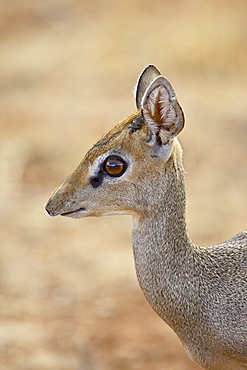 Male Gunther's dik dik (Rinchotragus guntheri), Samburu National Reserve, Kenya, East Africa, Africa