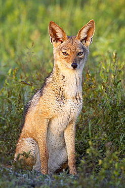 Black-backed jackal (silver-backed jackal) (Canis mesomelas), Serengeti National Park, Tanzania, East Africa, Africa