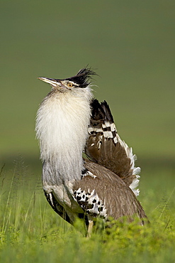 Male Kori bustard (Ardeotis kori) displaying, Ngorongoro Crater, Ngorongoro Conservation Area, Tanzania, East Africa, Africa