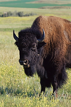 Bison (Bison bison), Theodore Roosevelt National Park, North Dakota, United States of America, North America