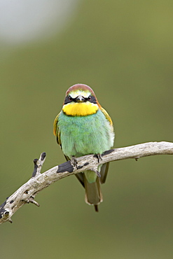 European bee-eater or golden-backed bee-eater (Merops apiaster), Kruger National Park, South Africa, Africa